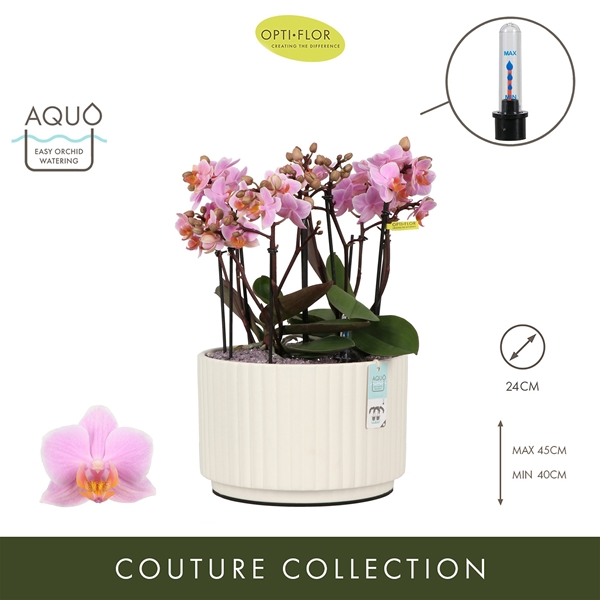 Phalaenopsis Boquetto Romantico Molise White Aquo XL