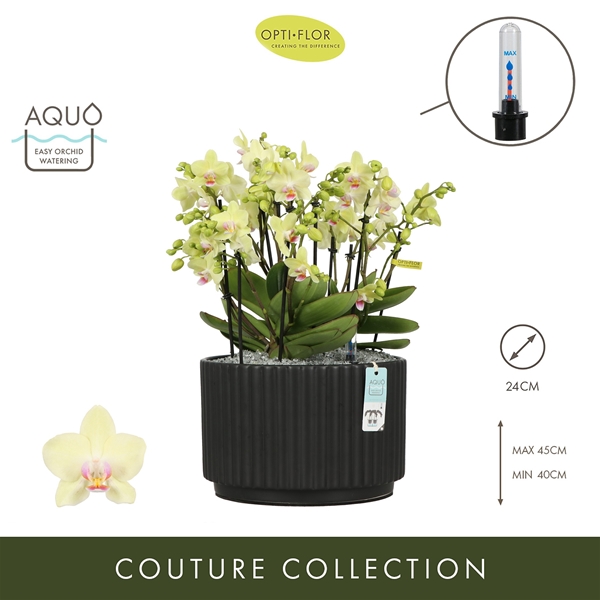 Phalaenopsis Boquetto Sensation Molise Dark Brown Aquo XL