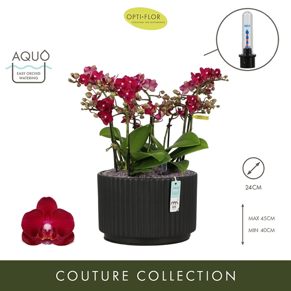 Phalaenopsis Boquetto Temptation Molise Dark Brown Aquo XL