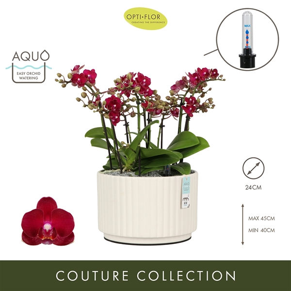 Phalaenopsis Boquetto Temptation Molise White Aquo XL