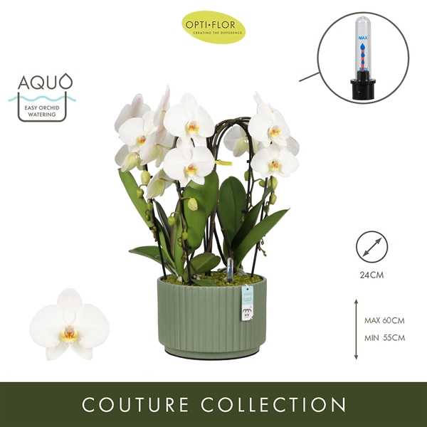 Phalaenopsis Fontano Versailles Molise Green Aquo XL
