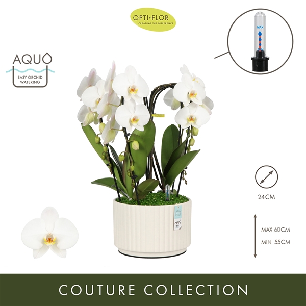 Phalaenopsis Fontano Versailles Molise White Aquo XL