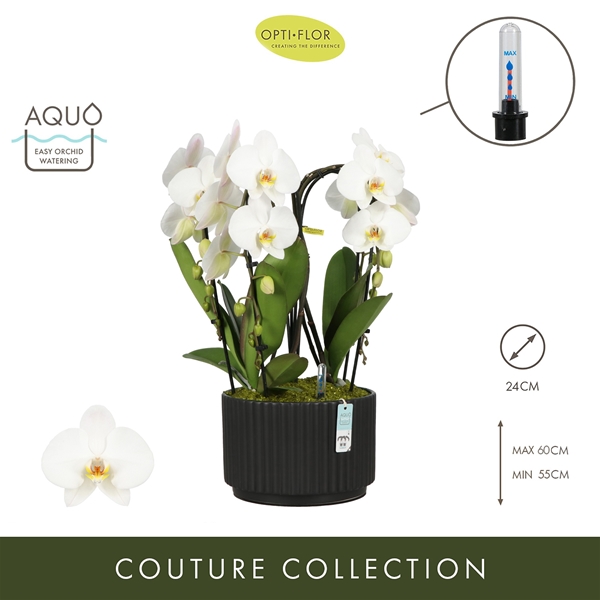 Phalaenopsis Fontano Versailles Molise Dark Brown Aquo XL