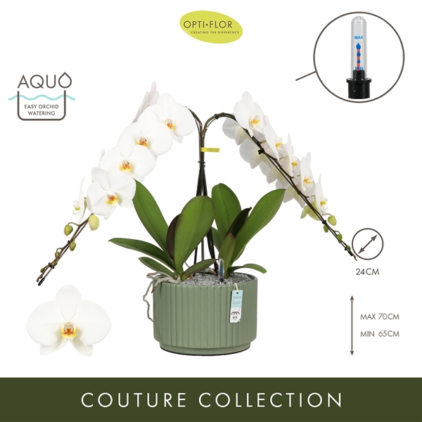 Phalaenopsis Formidablo Niagara Falls Molise Green Aquo XL