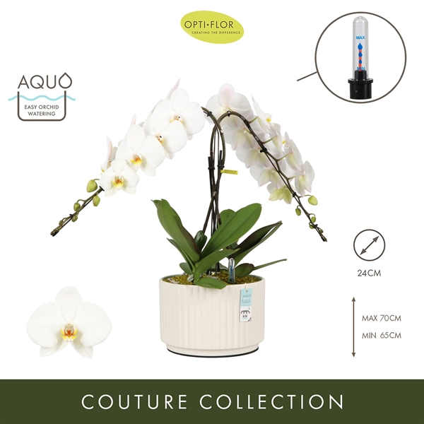 Phalaenopsis Formidablo Niagara Falls Molise White Aquo XL