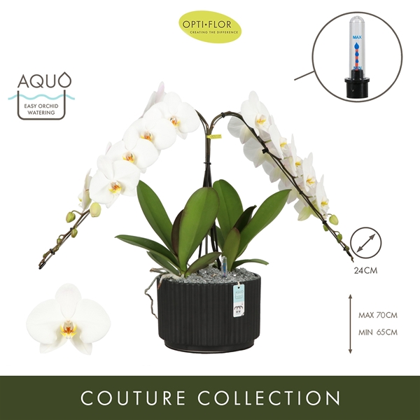 Phalaenopsis Formidablo Niagara Falls Molise Dark Brown Aquo XL