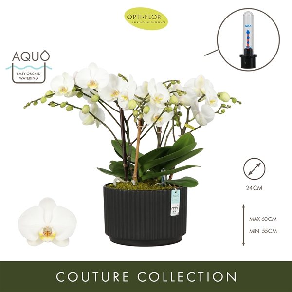 Phalaenopsis Bambuso Inyo Molise Dark Brown Aquo XL