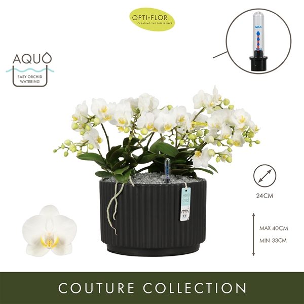 Phalaenopsis Freedanzo Dove Molise Dark Brown Aquo XL