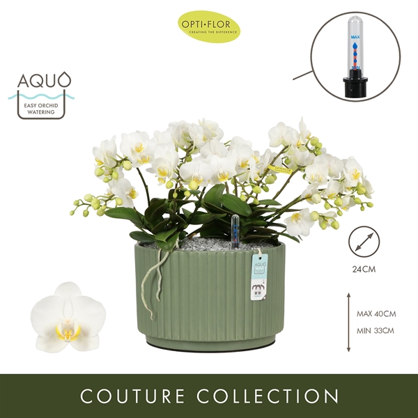 Phalaenopsis Freedanzo Dove Molise Green Aquo XL
