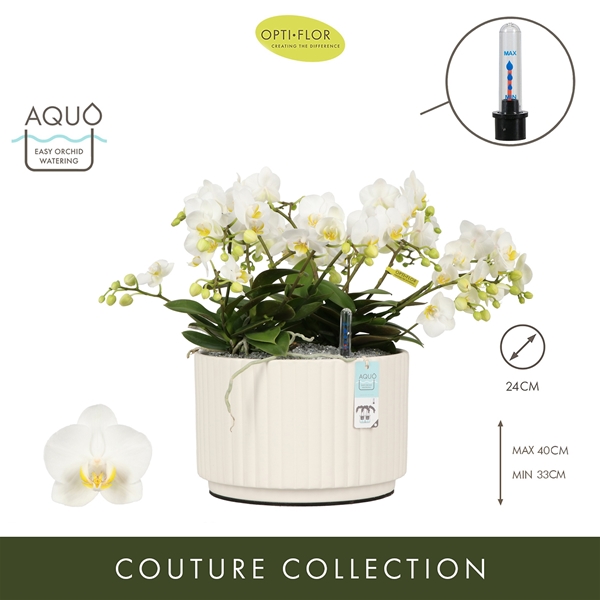Phalaenopsis Freedanzo Dove Molise White Aquo XL