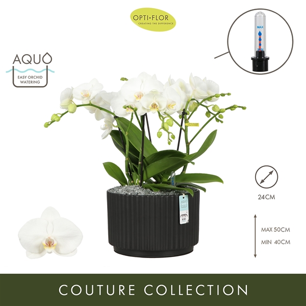 Phalaenopsis Tablo Champagne Molise Dark Brown Aquo XL