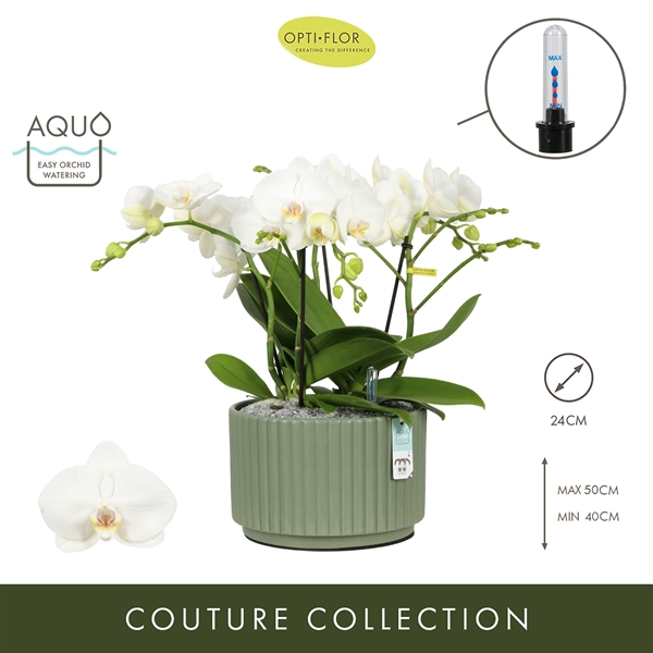 Phalaenopsis Tablo Champagne Molise Green Aquo XL