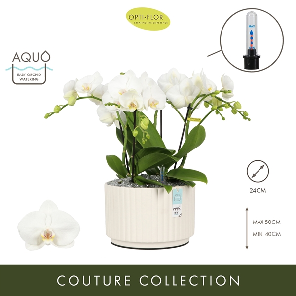 Phalaenopsis Tablo Champagne Molise White Aquo XL