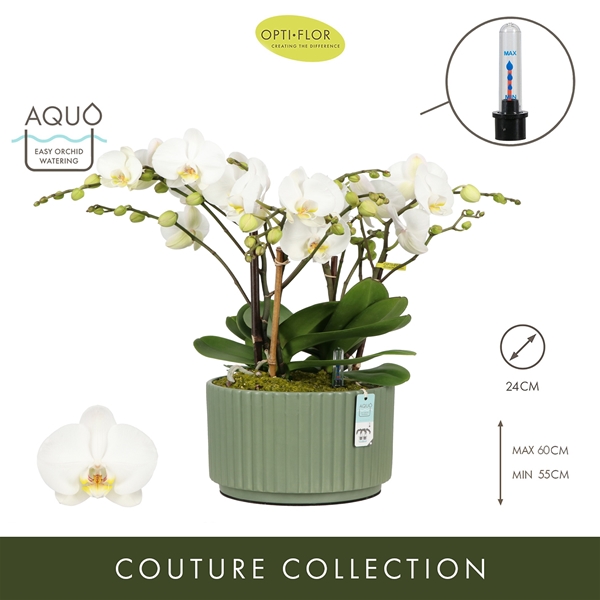 Phalaenopsis Bambuso Inyo Molise Green Aquo XL