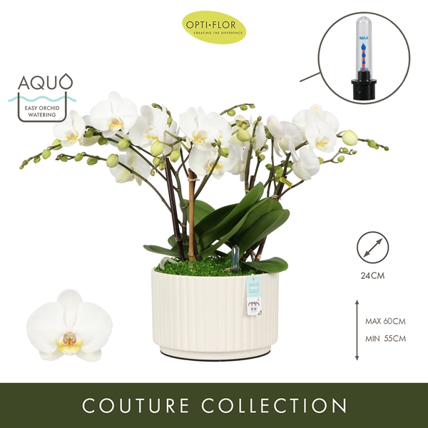 Phalaenopsis Bambuso Inyo Molise White Aquo XL