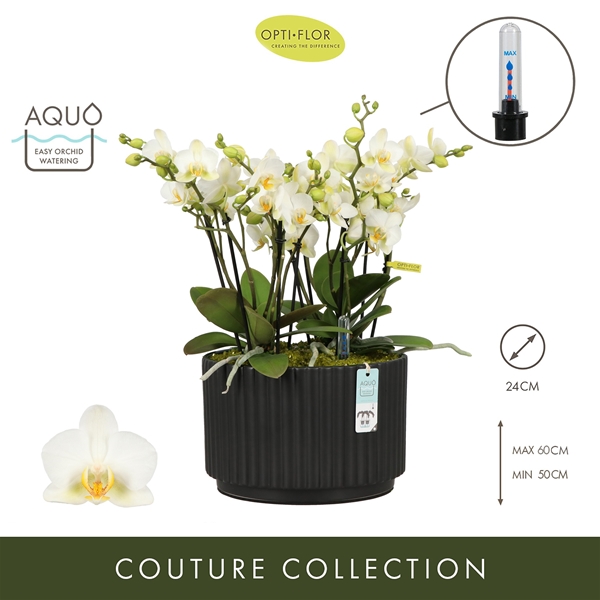 Phalaenopsis Boquetto Beauty Molise Dark Brown Aquo