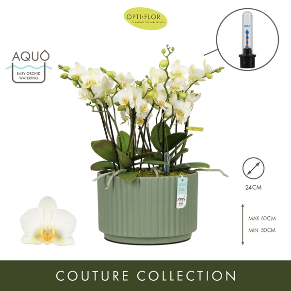 Phalaenopsis Boquetto Beauty Molise Green Aquo XL