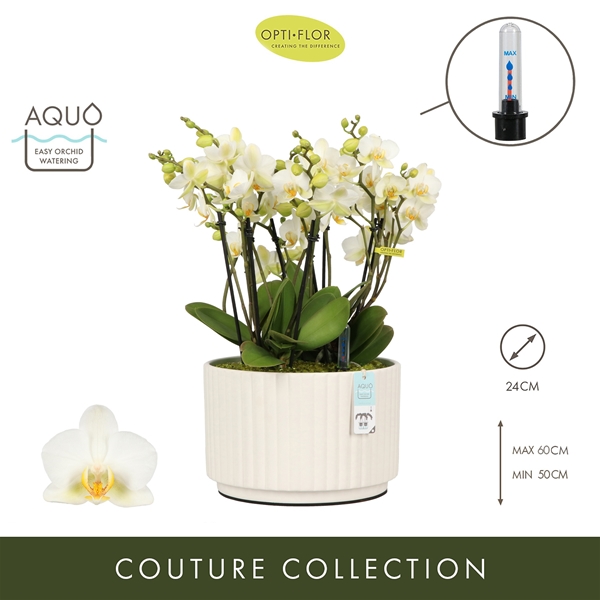 Phalaenopsis Boquetto Beauty Molise White Aquo XL