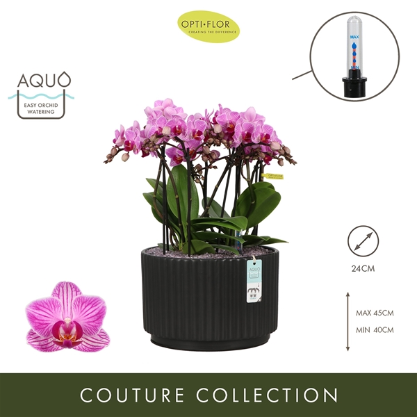 Phalaenopsis Boquetto Delight Molise Dark Brown Aquo XL