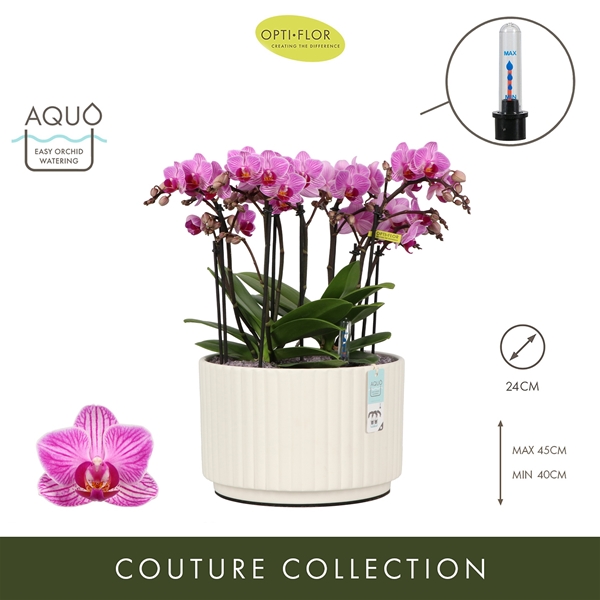 Phalaenopsis Boquetto Delight Molise White Aquo XL
