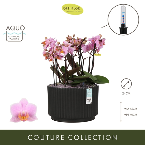 Phalaenopsis Boquetto Romantico Molise Dark Brown Aquo XL