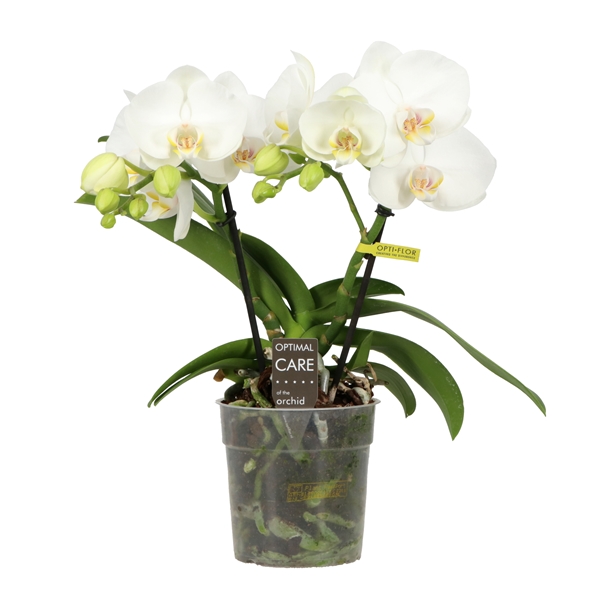 Phalaenopsis Big Shorty 30 2-t White