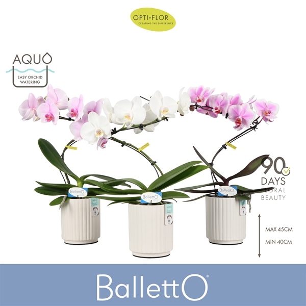 Phalaenopsis 1-t Balletto Mixtray in Molise White Aquo