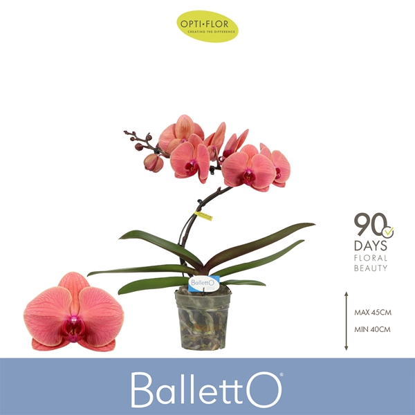 Phalaenopsis Balletto 1-t Orange