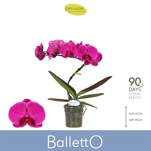 Phalaenopsis Balletto 1-t Pivot