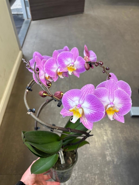 Phalaenopsis Balletto 2-t Curl