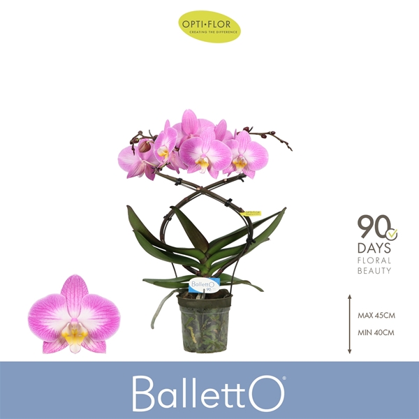 Phalaenopsis Balletto 2-t Spinturn