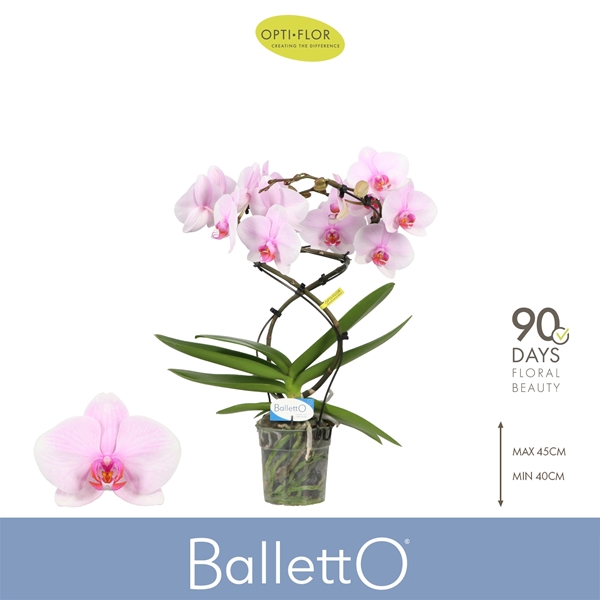Phalaenopsis Balletto 2-t Spinturn