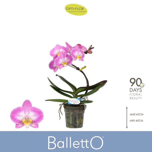 Phalaenopsis Balletto 1-t Spinturn