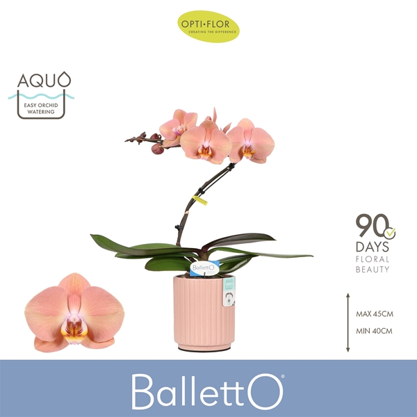 Phalaenopsis 1-t Balletto Sway in Molise Salmon Aquo
