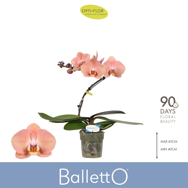 Phalaenopsis Balletto 1-t Sway