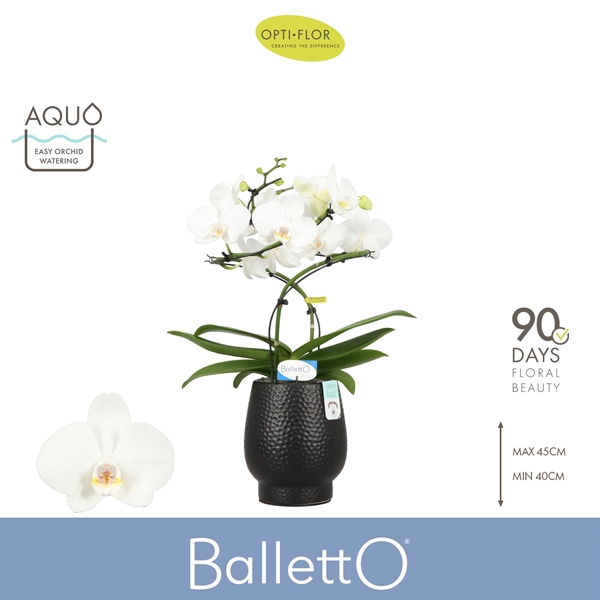 Phalaenopsis 2-t Balletto Wing in Abruzzo Black Aquo