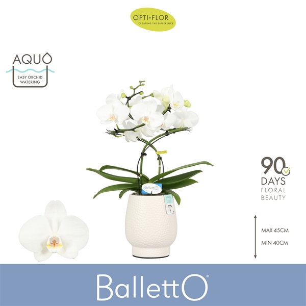 Phalaenopsis 2-t Balletto Wing in Abruzzo White Aquo