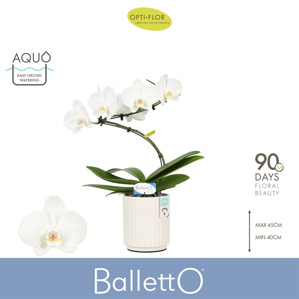 Phalaenopsis 1-t Balletto Wing in Molise White Aquo