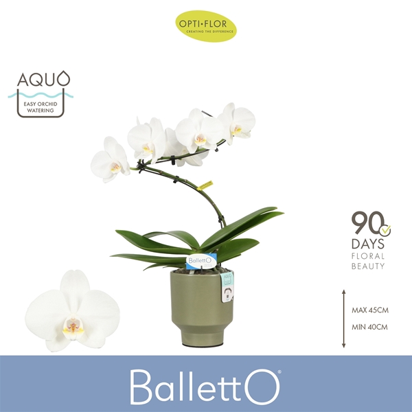 Phalaenopsis 1-t Balletto Wing in Emilia Green Aquo