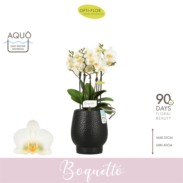 Phalaenopsis Boquetto Beauty in Abruzzo Black Aquo