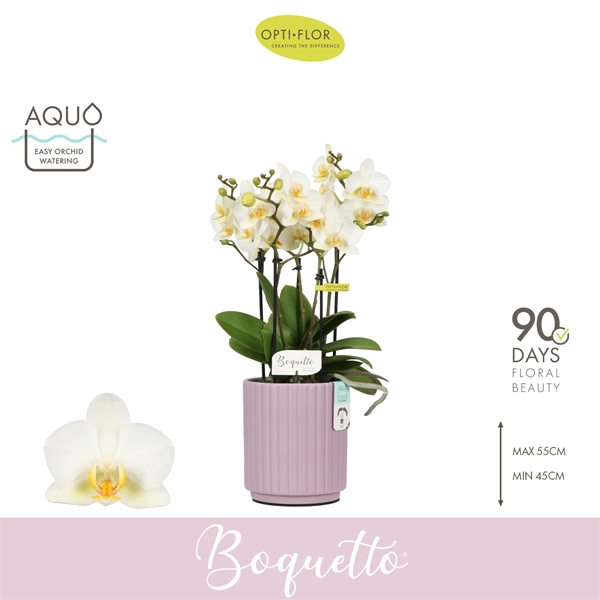 Phalaenopsis Boquetto Beauty in Molise Lilac Aquo