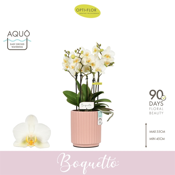 Phalaenopsis Boquetto Beauty in Molise Salmon Aquo