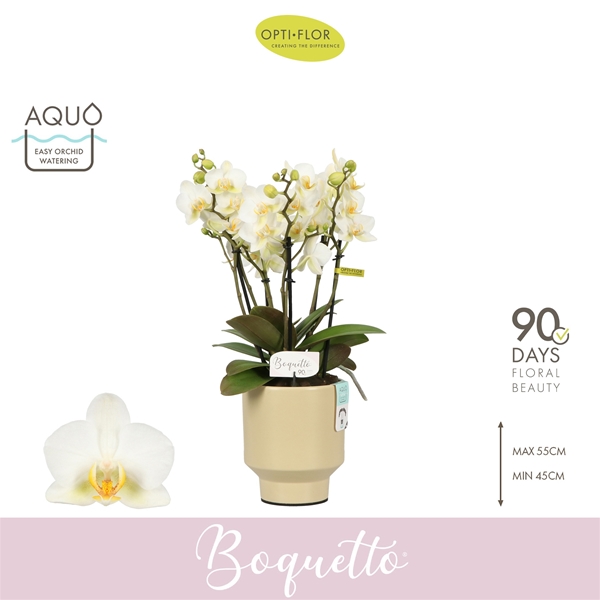 Phalaenopsis Boquetto Beauty in Emilia Sand Aquo