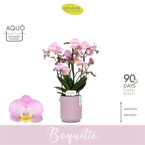 Phalaenopsis Boquetto Glossem in Molise Lilac Aquo