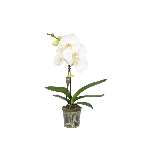 Phalaenopsis  1-t Big 50 Amazone