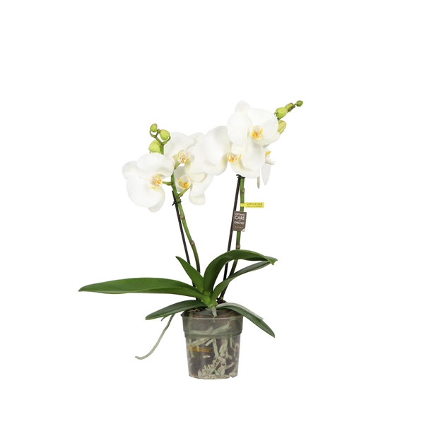 Phalaenopsis 2-t Big 50 Amazon