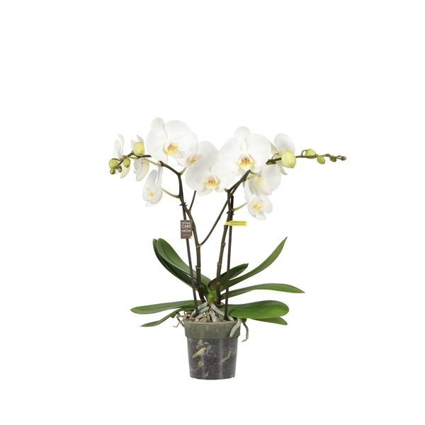 Phalaenopsis 2-t Big50