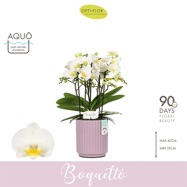 Phalaenopsis Boquetto Innocent in Molise Lilac Aquo