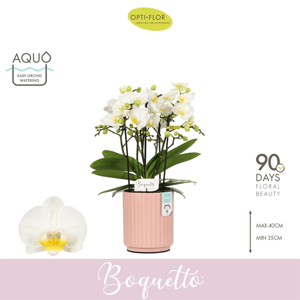 Phalaenopsis Boquetto Innocent in Molise Salmon Aquo