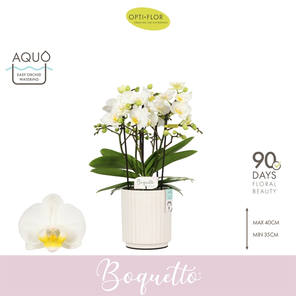 Phalaenopsis Boquetto Innocent in Molise White Aquo